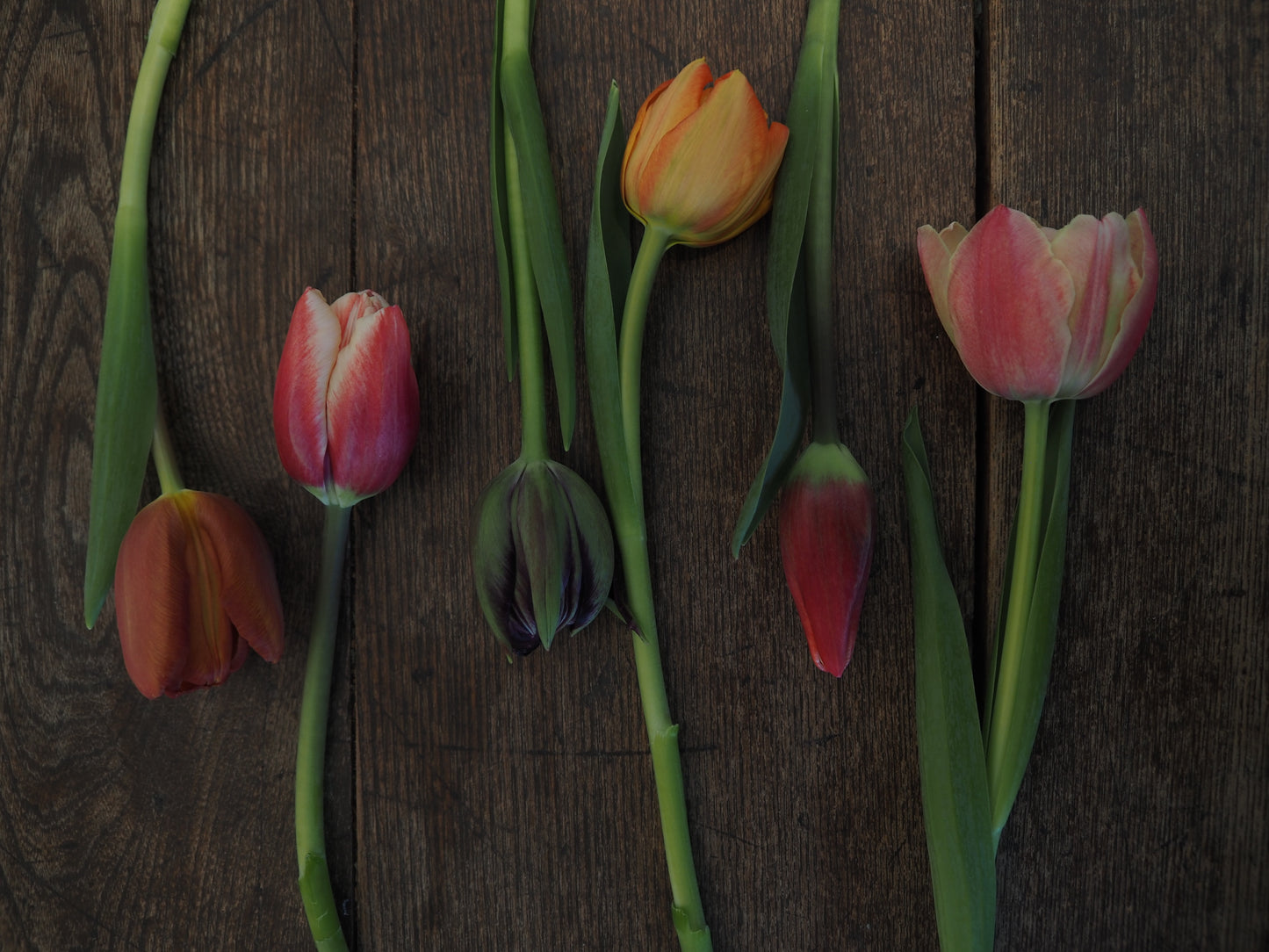 5品種のチューリップブーケ