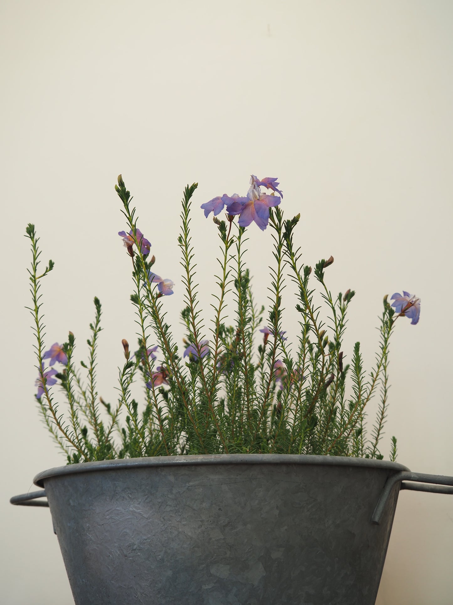 初恋草 レシュノルティア スカイブルー