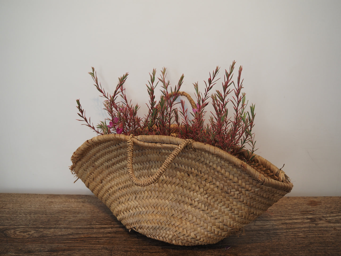 サザンクロス フイリーナクイーン