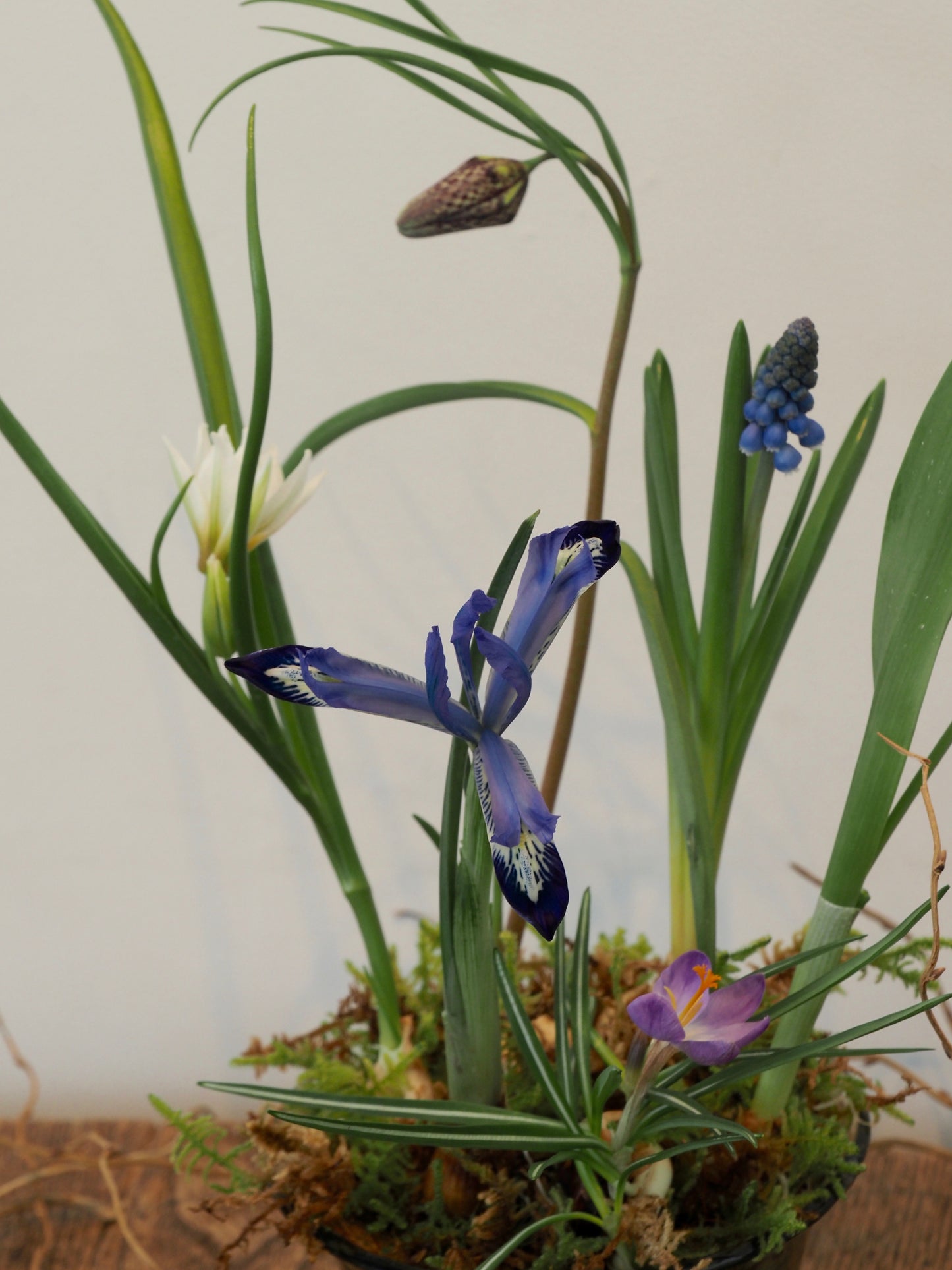 春のミニ球根 苔アレンジメント ワークショップ