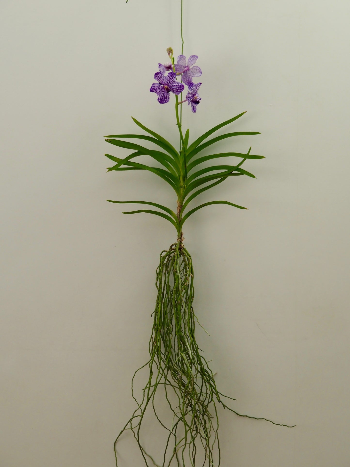 翡翠蘭 バンダ ハンギングタイプ 現在花芽なし