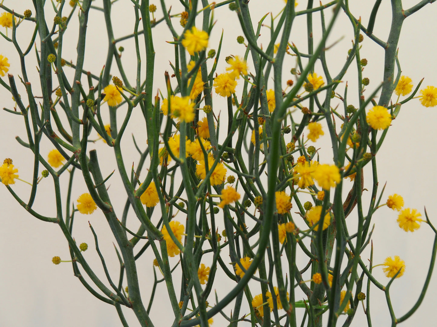 アカシア スピネセンス スピニーワトル