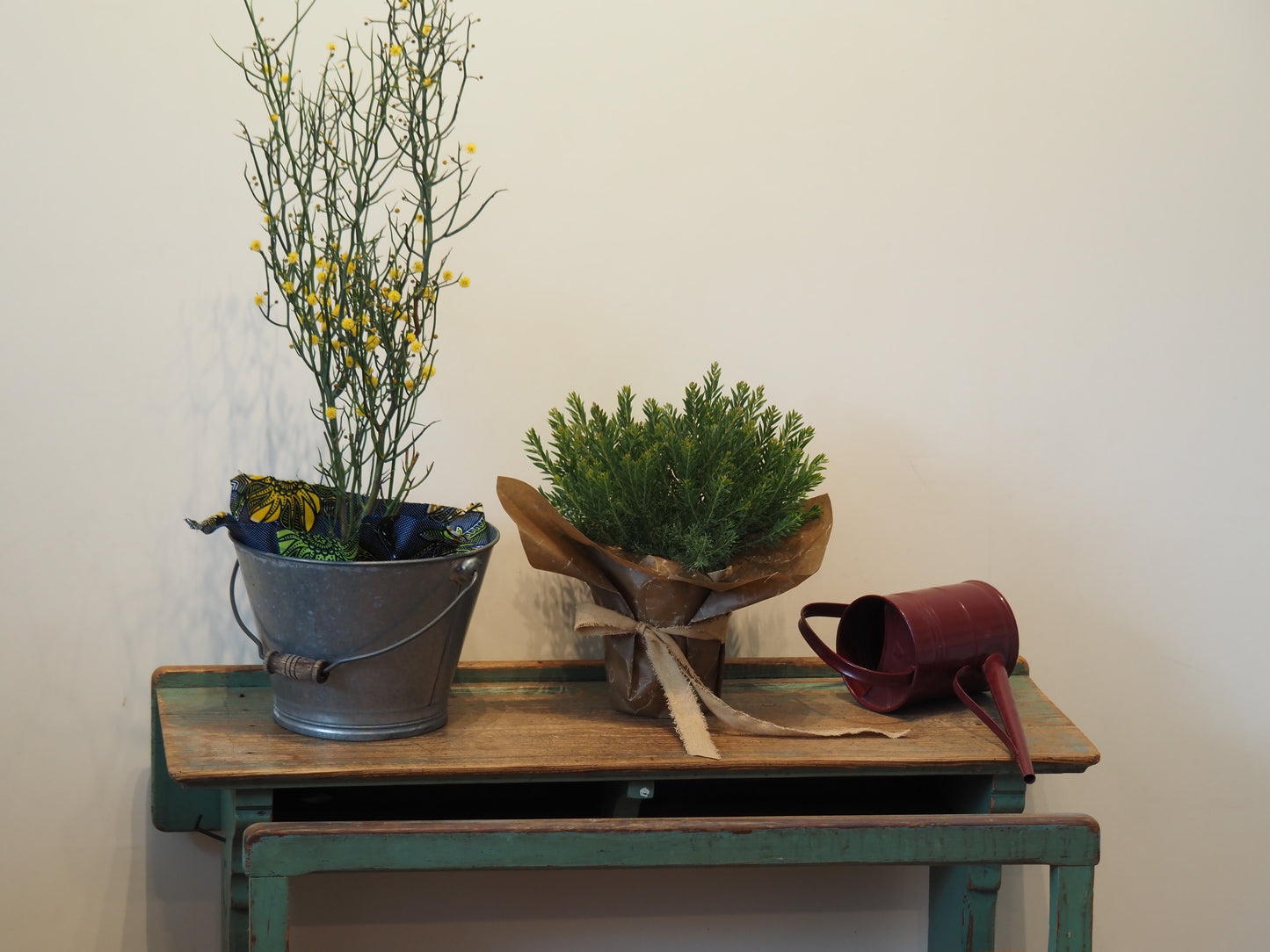 アカシア テレサ 花芽なし