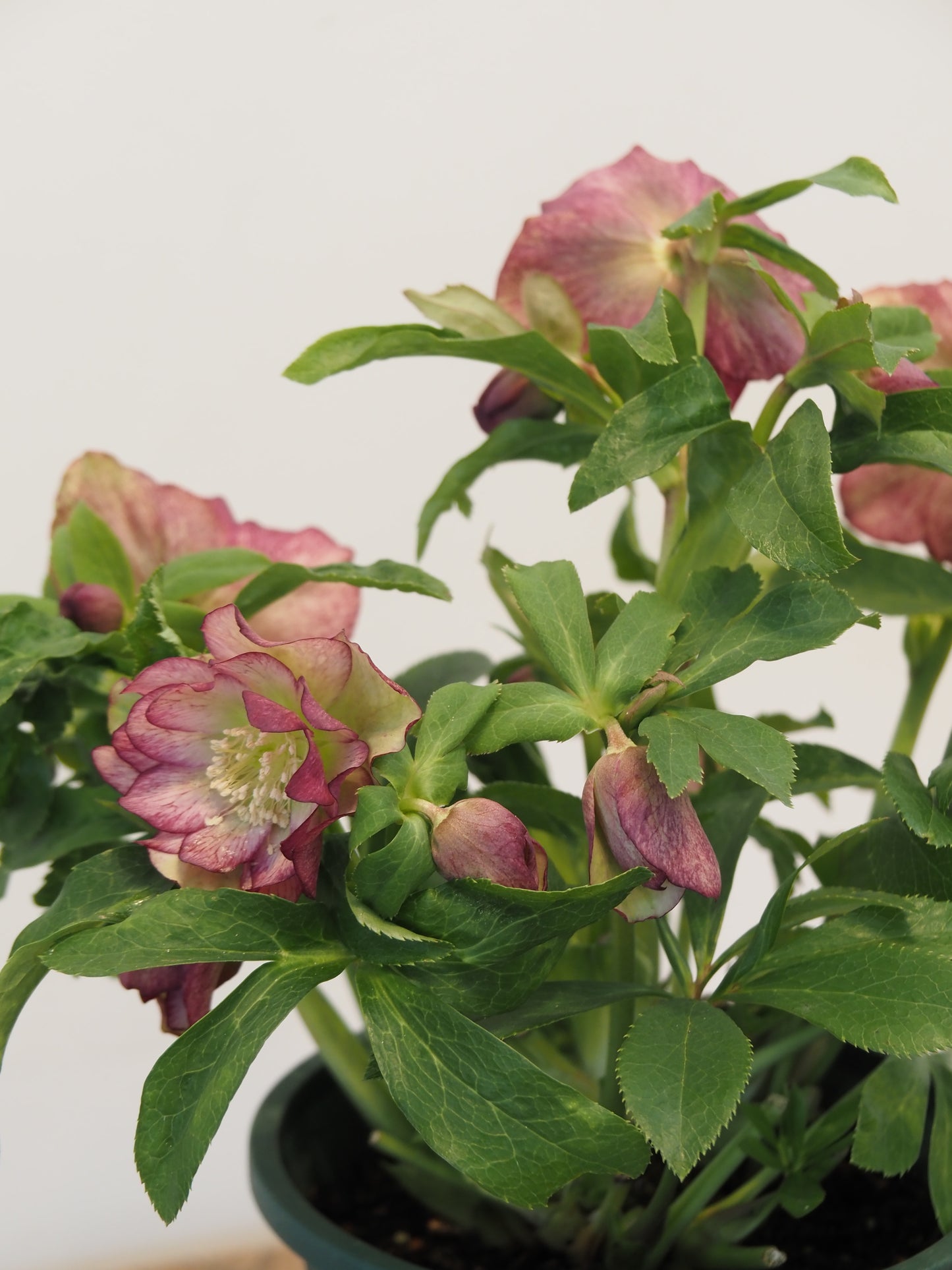 クリスマスローズ ダブルエレン 5号鉢