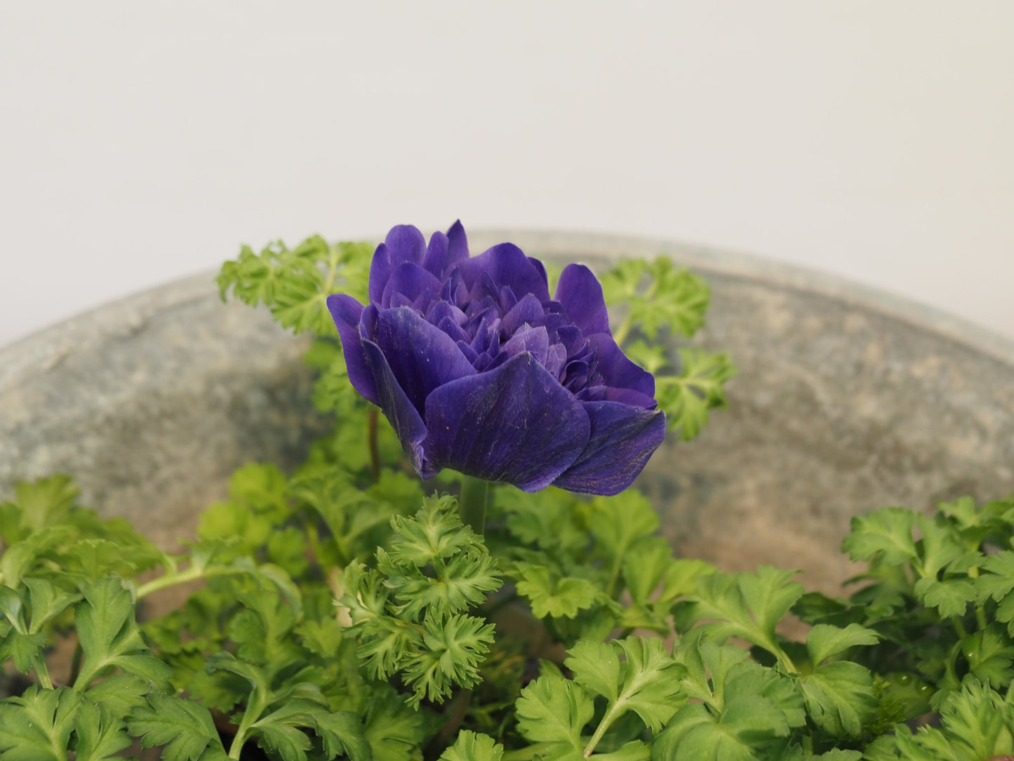 アネモネ ポルトダブル 再入荷