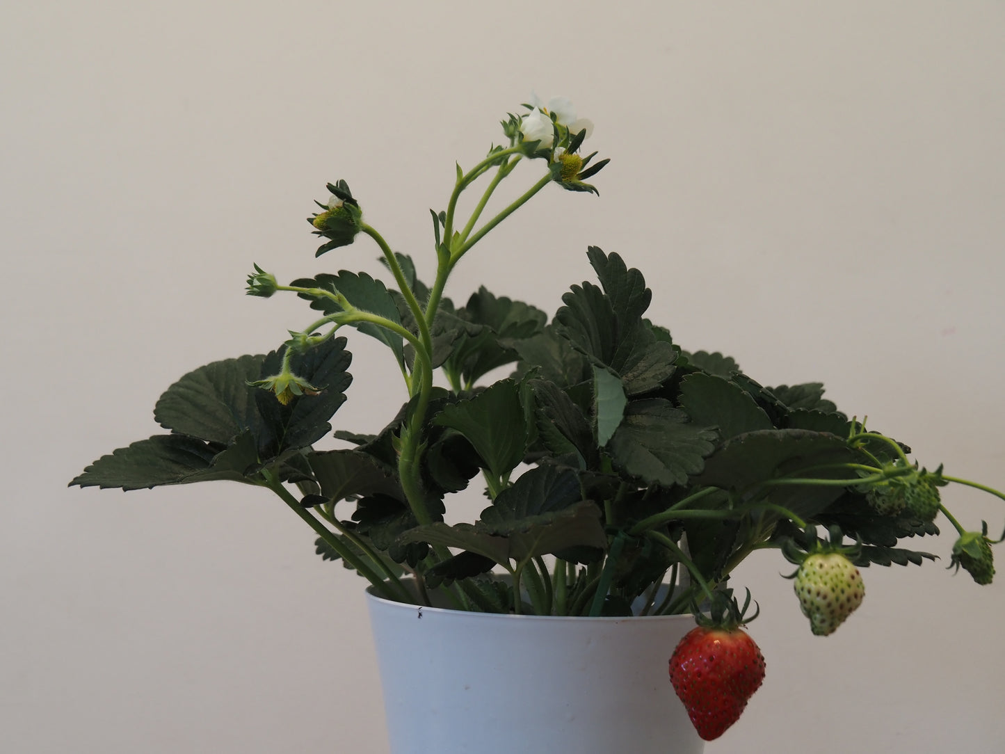 とっても甘い いちご 種子繁殖よつぼし 再々入荷