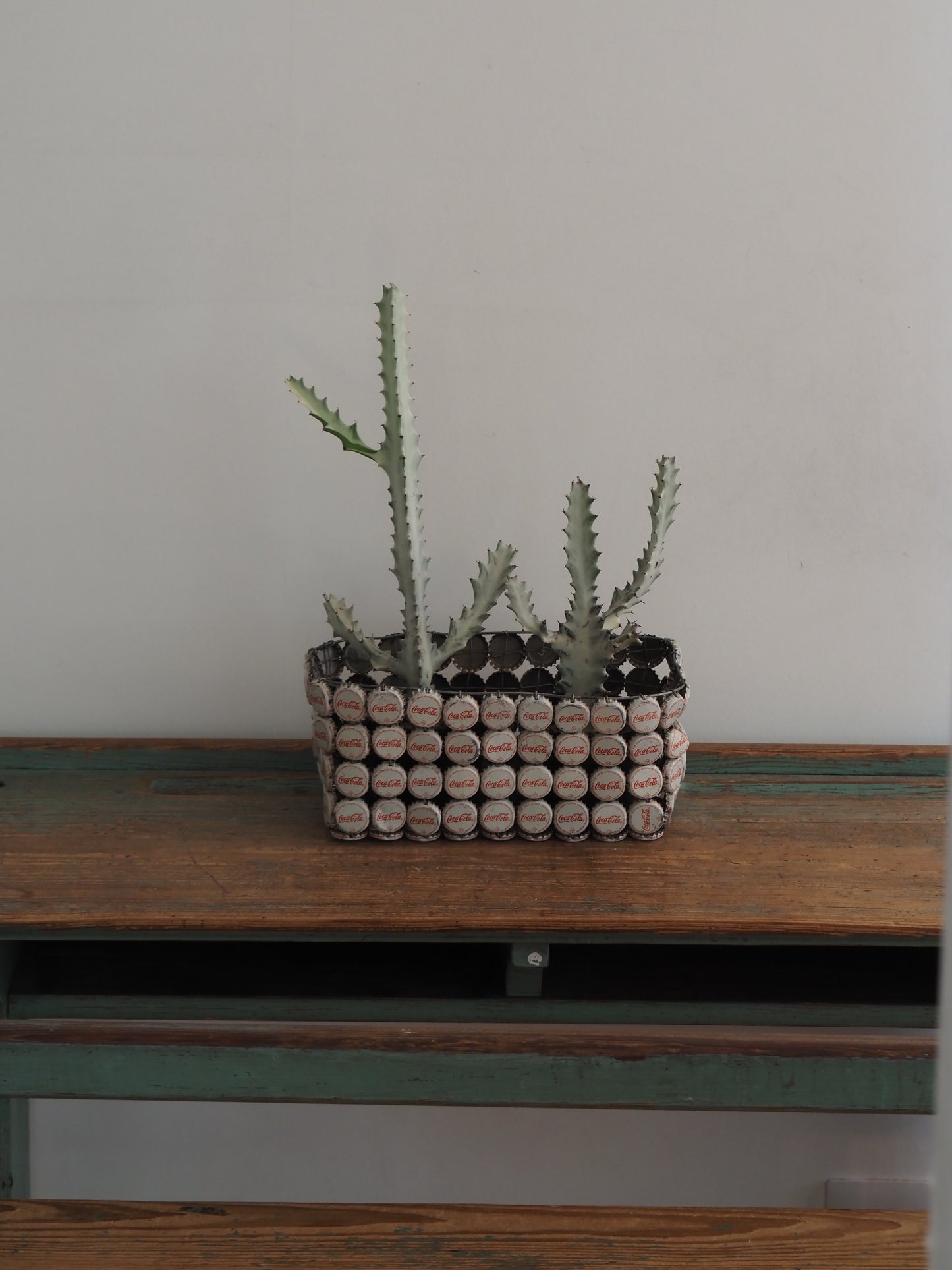 ユーフォルビア ホワイトゴースト