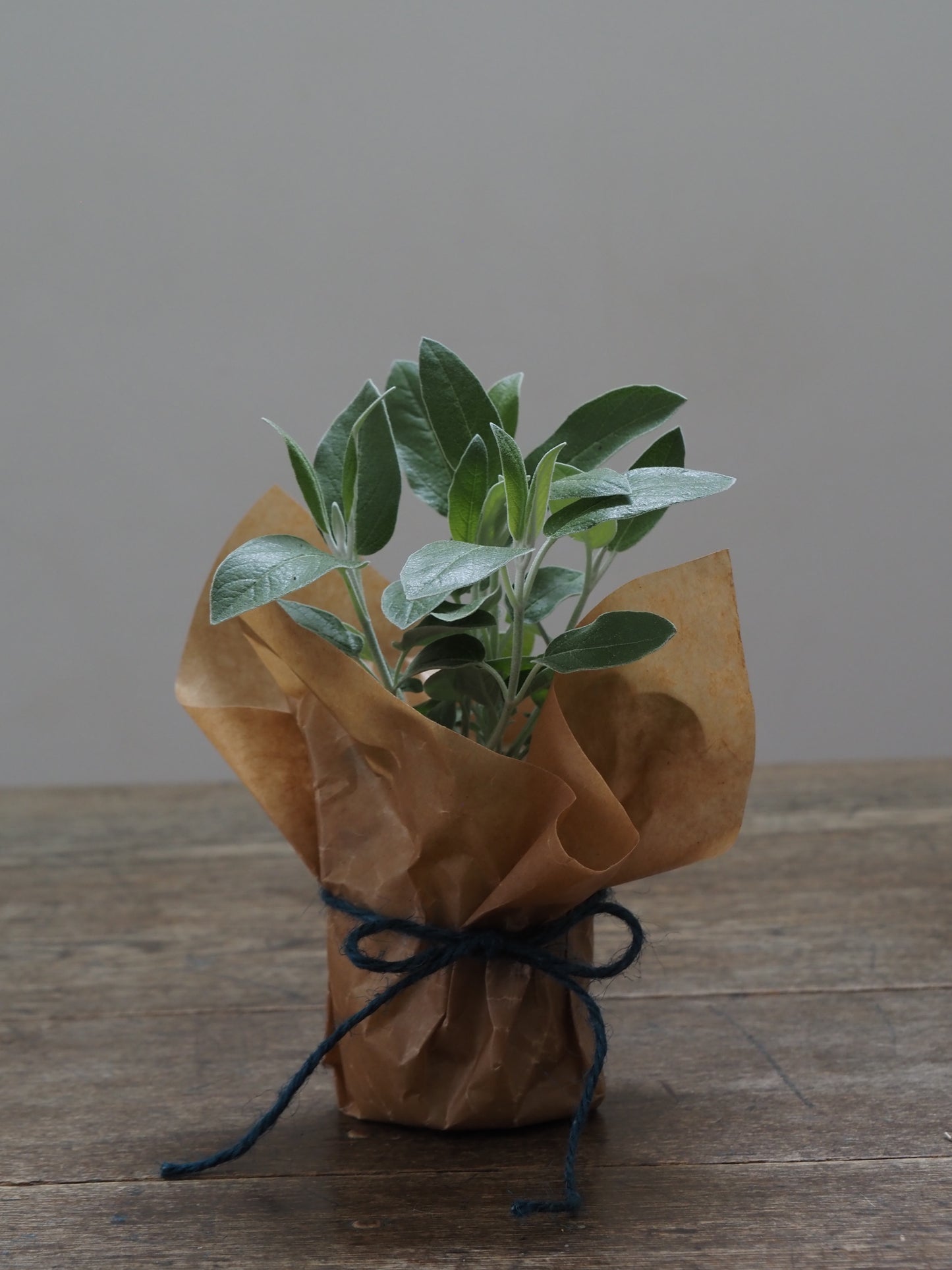 父の日ギフト 酒たんぽ(ちろり)と植物セット