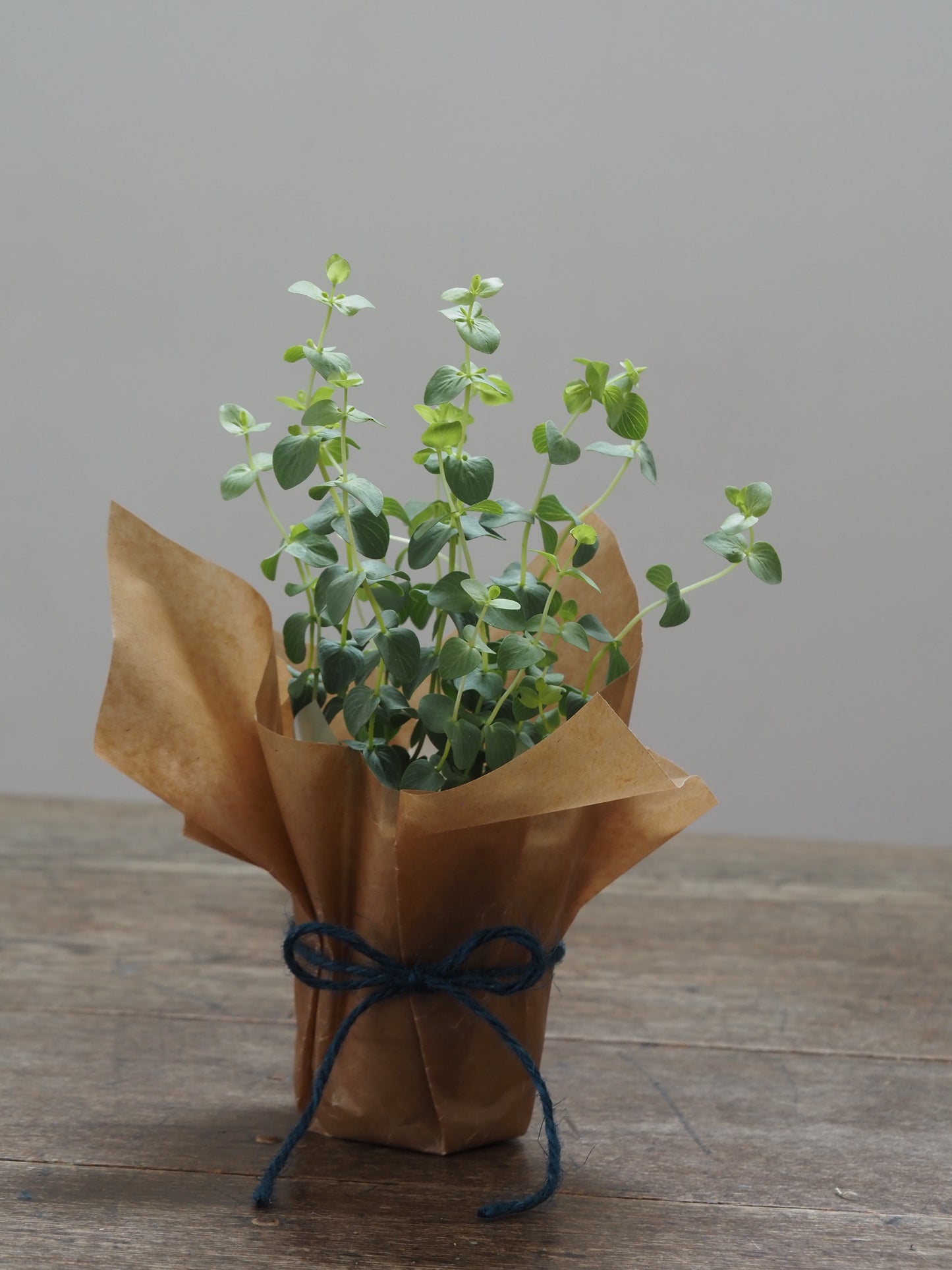 父の日ギフト 酒たんぽ(ちろり)と植物セット