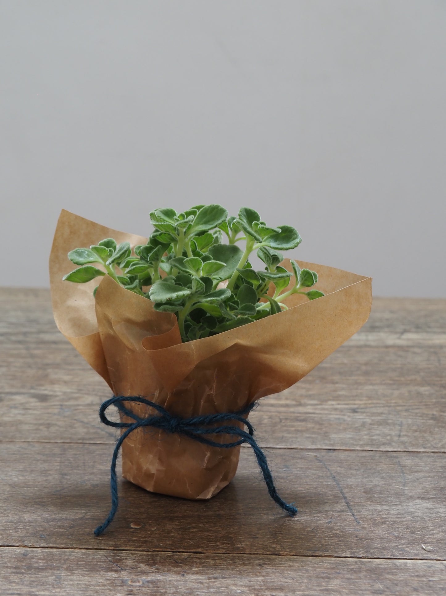 父の日ギフト 酒たんぽ(ちろり)と植物セット
