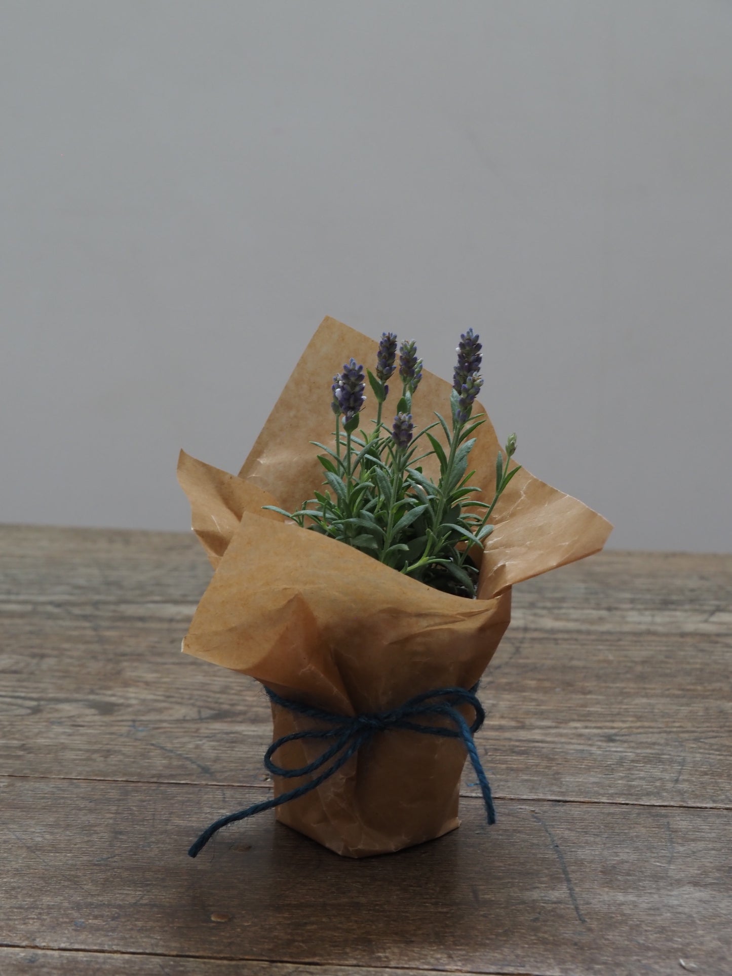 父の日ギフト 酒たんぽ(ちろり)と植物セット