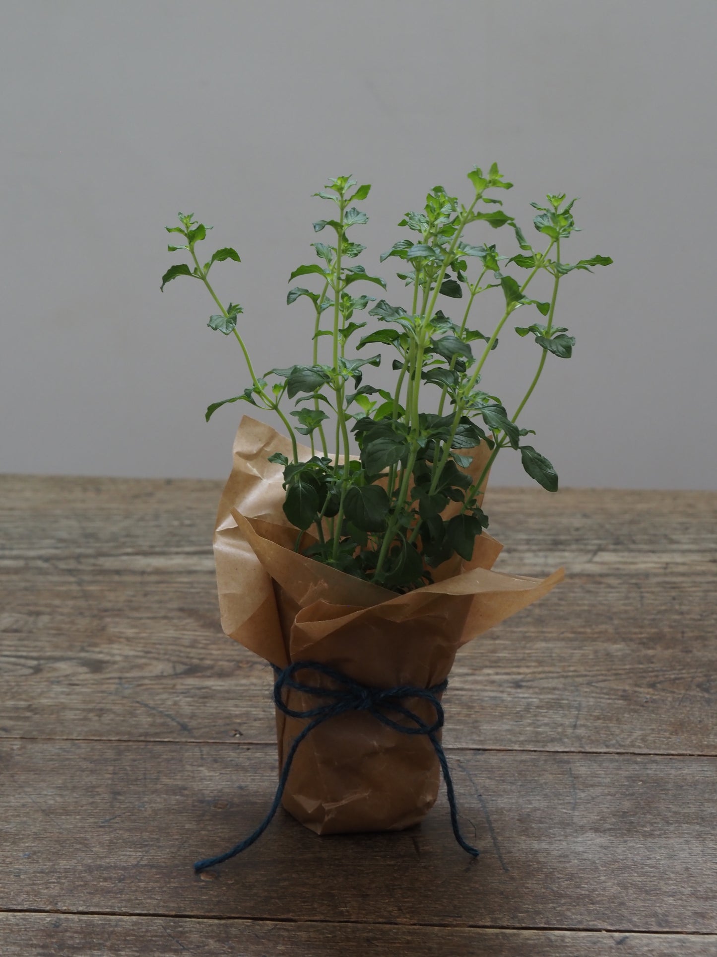 父の日ギフト 酒たんぽ(ちろり)と植物セット