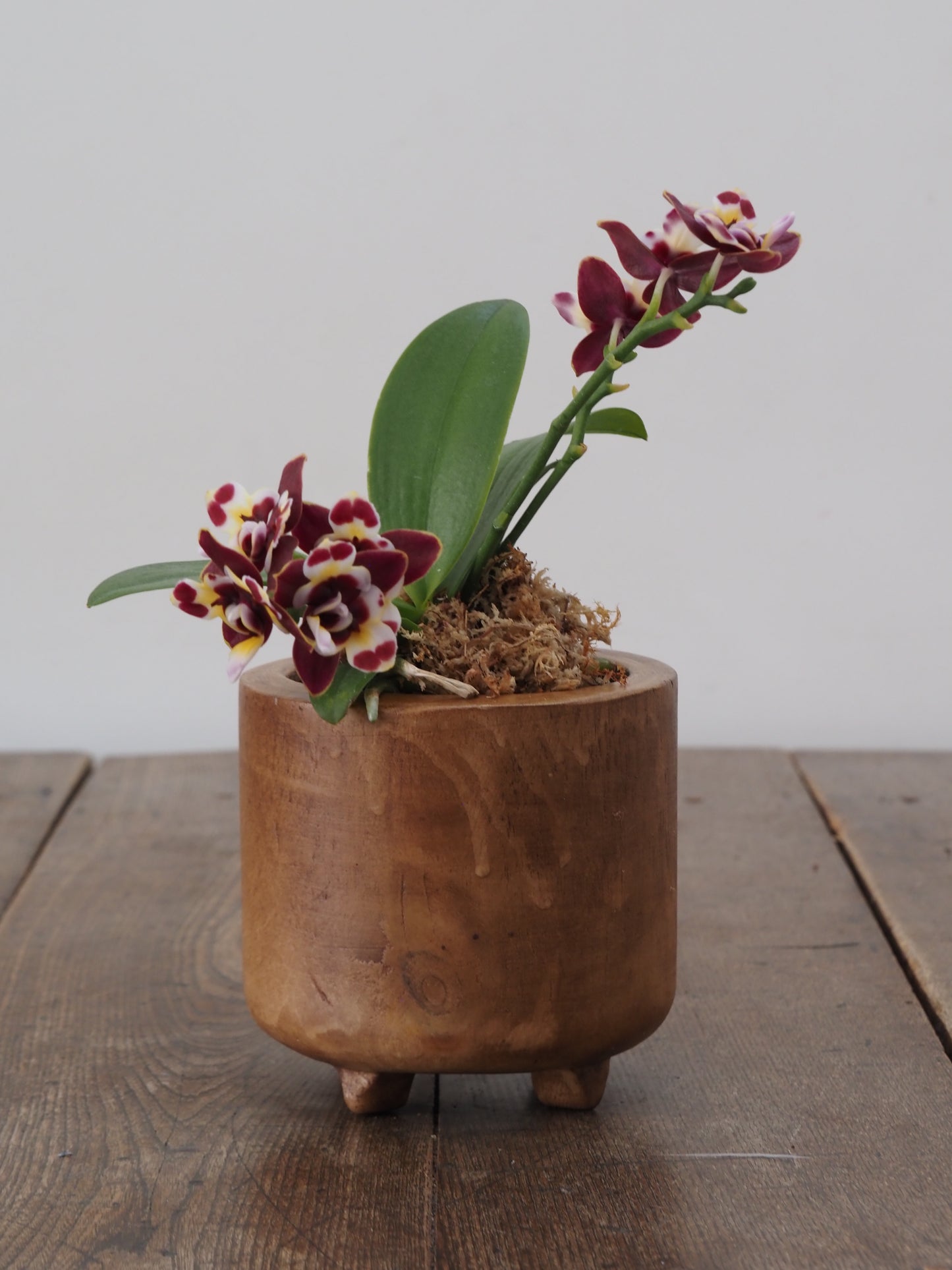 香る ミディファレノ 胡蝶蘭 ヴァロン