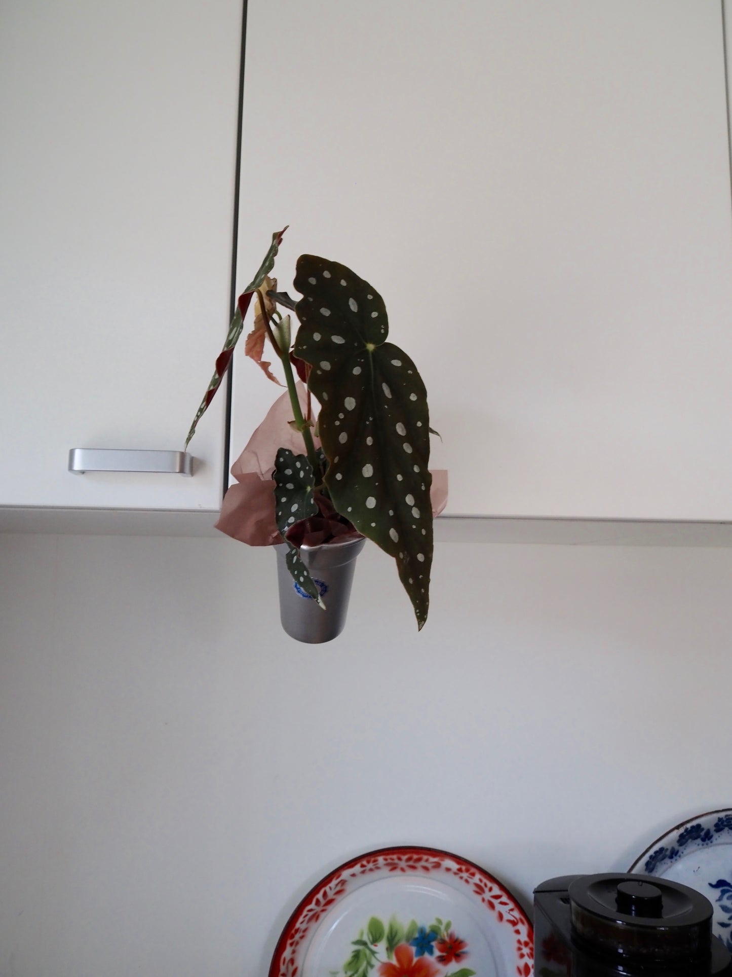 父の日ギフト 酒たんぽ(ちろり)と植物セット