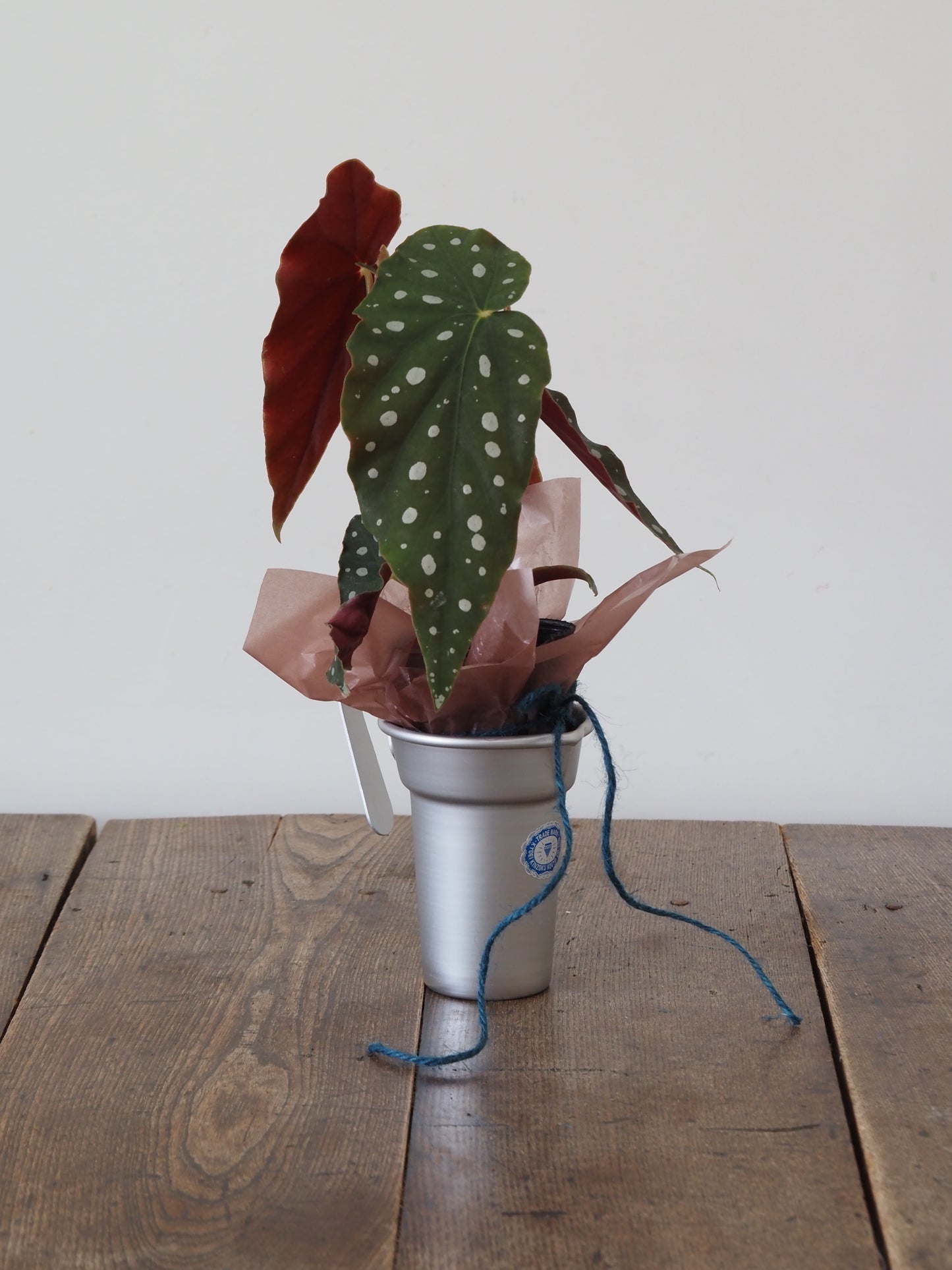 父の日ギフト 酒たんぽ(ちろり)と植物セット