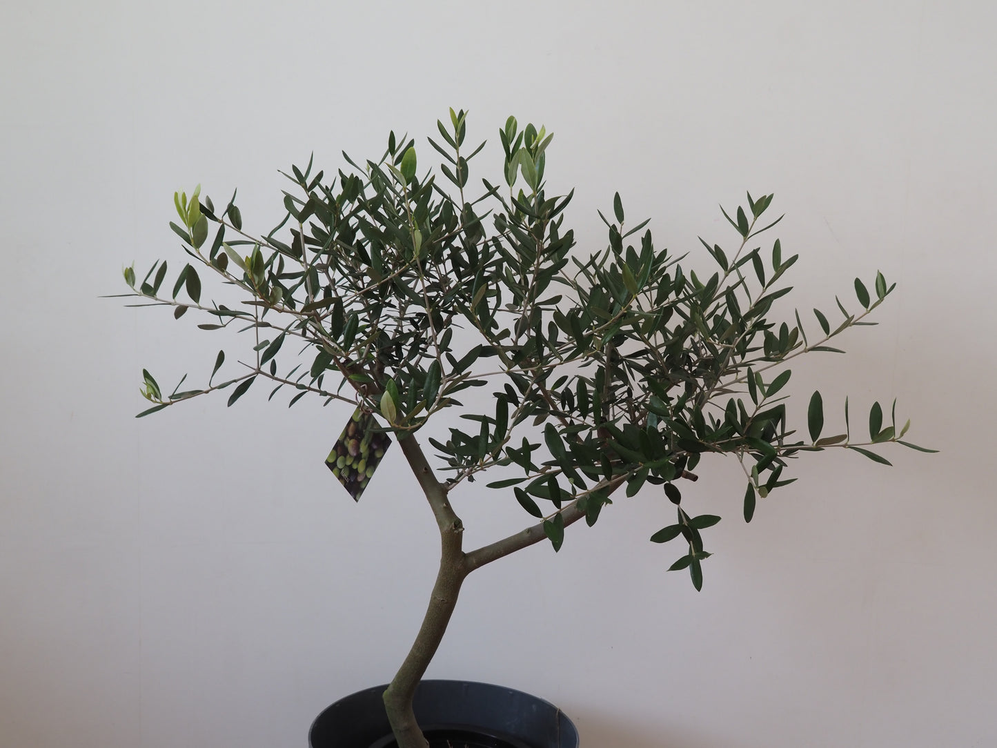 創樹オリーブ ルッカ 7号サイズ