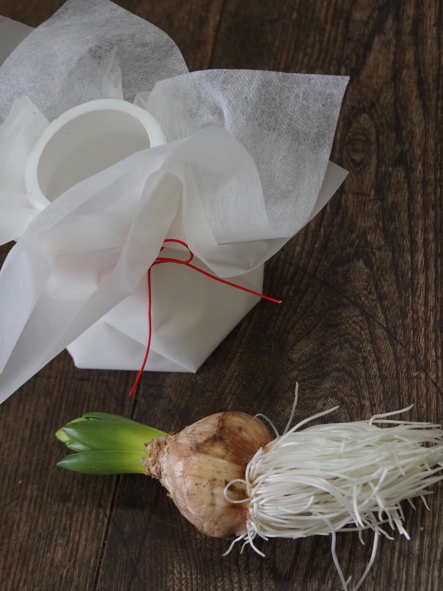 ヒヤシンスとプラポットのセット