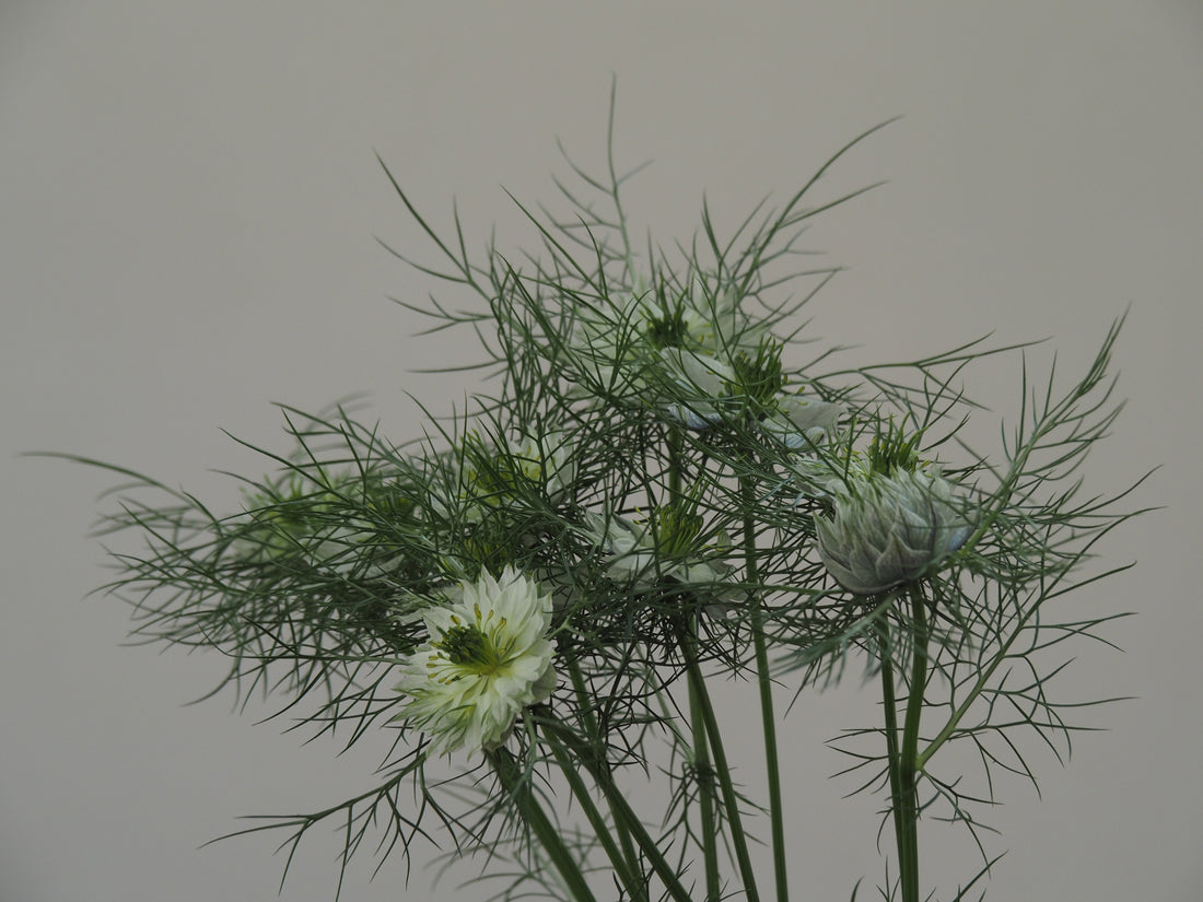 Love in a mist ニゲラ ナチュラルブーケ プレゼントに選んでみませんか