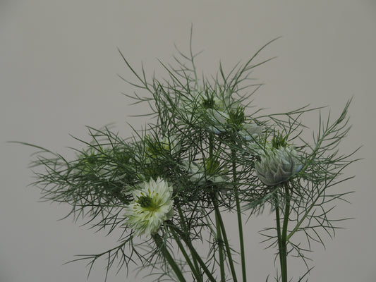Love in a mist ニゲラ ナチュラルブーケ プレゼントに選んでみませんか