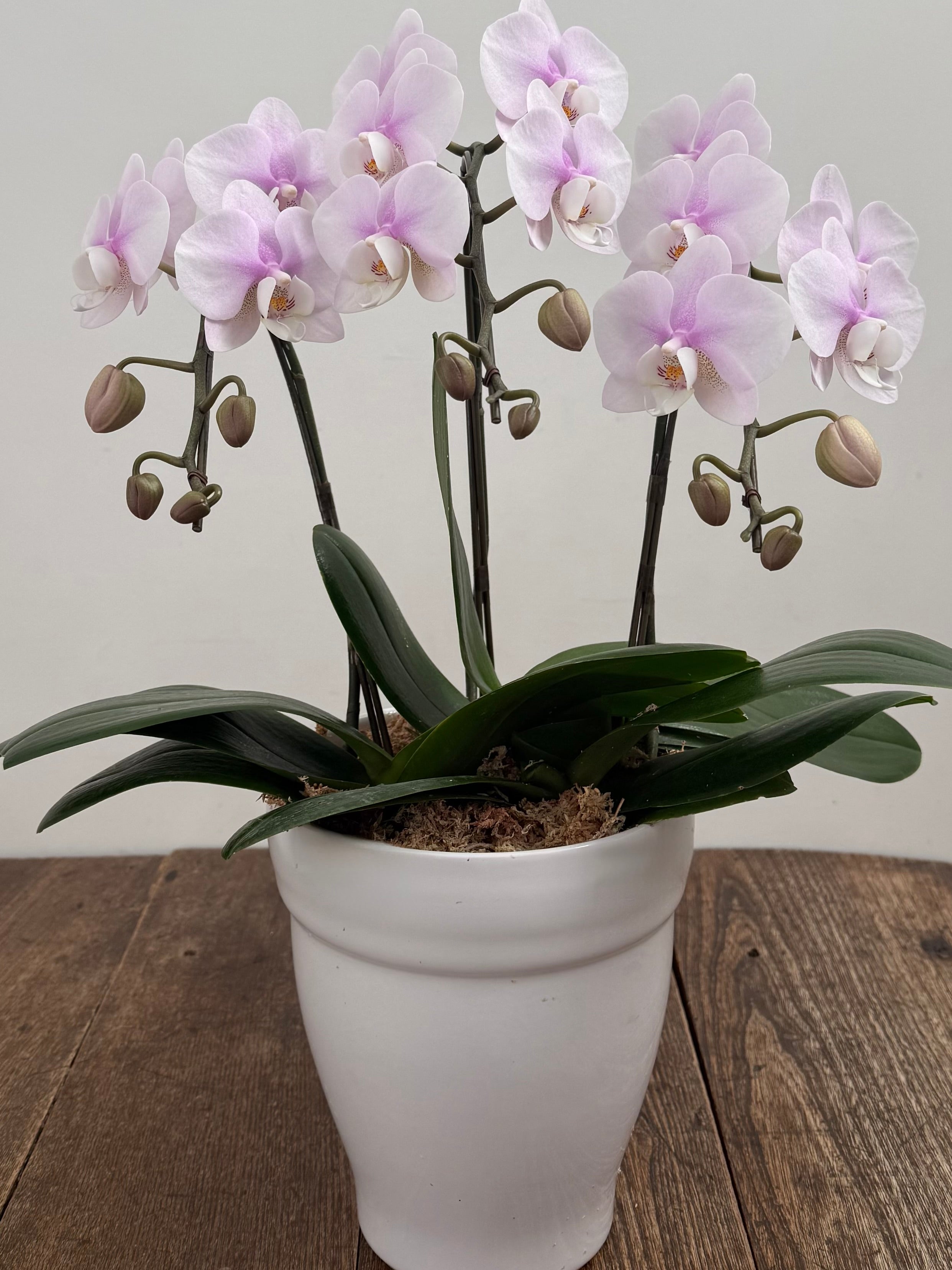 ミディファレノプシス 胡蝶蘭 3本立 花色お任せ／ラッピング選択可 – orsow