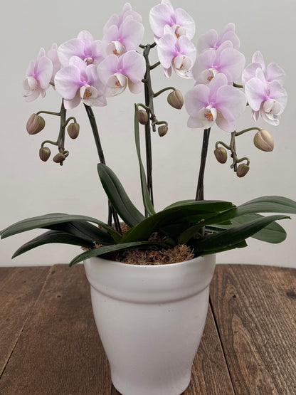 ミディファレノプシス 胡蝶蘭　3本立  花色お任せ／ラッピング選択可