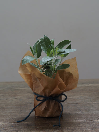 父の日ギフト 酒たんぽ(ちろり)と植物セット