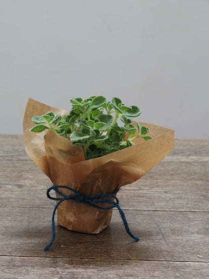 父の日ギフト 酒たんぽ(ちろり)と植物セット