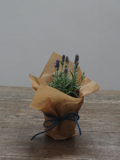 父の日ギフト 酒たんぽ(ちろり)と植物セット