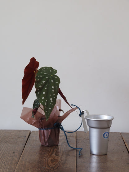 父の日ギフト 酒たんぽ(ちろり)と植物セット