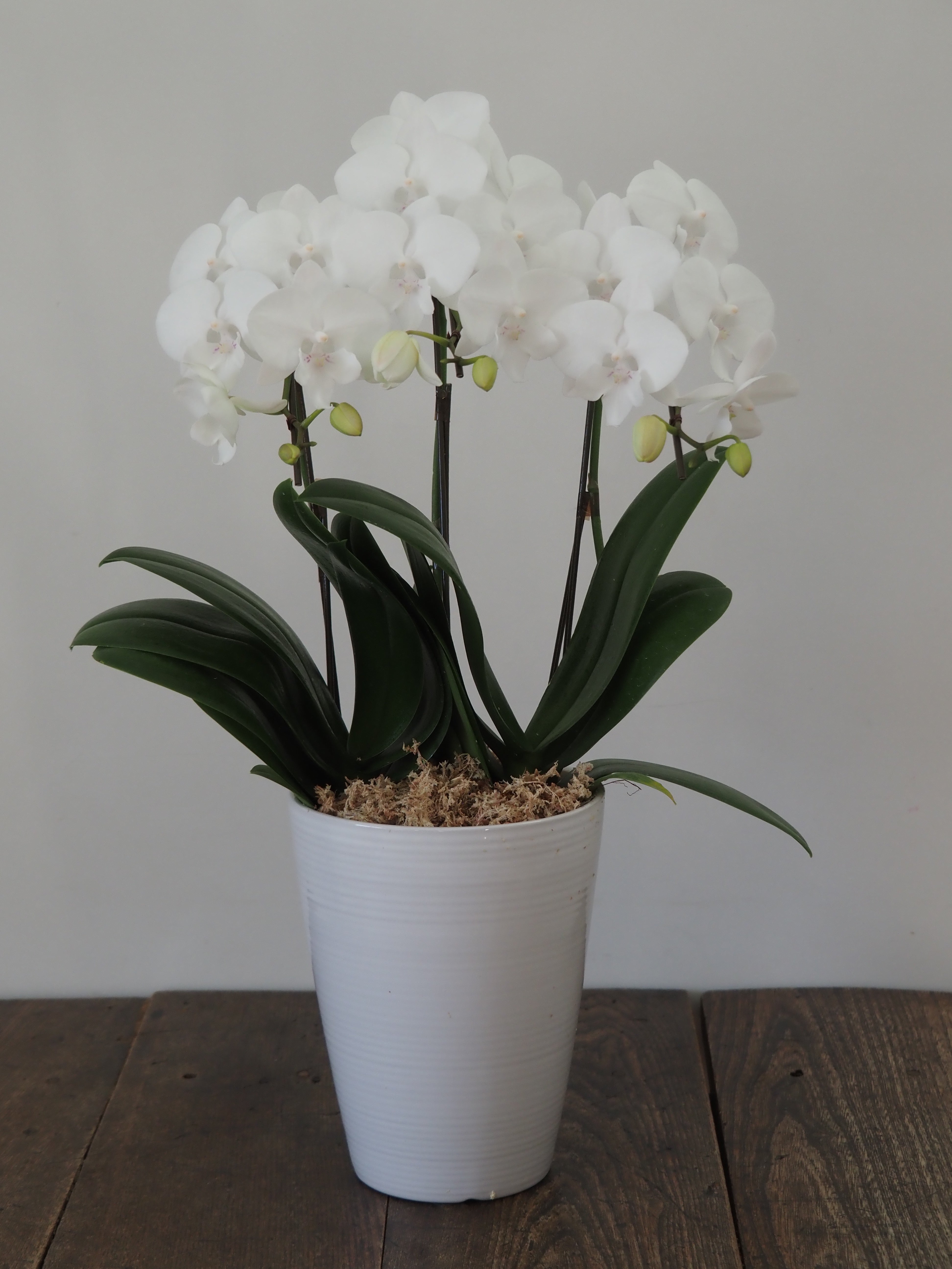 ミディファレノプシス 胡蝶蘭 3本立 花色お任せ／ラッピング選択可 – orsow