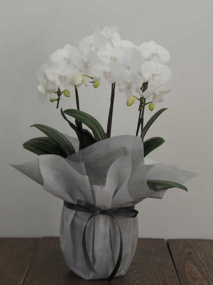 ミディファレノプシス 胡蝶蘭　3本立  花色お任せ／ラッピング選択可