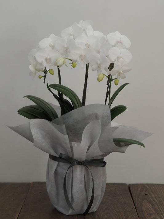 ミディファレノプシス 胡蝶蘭　3本立  花色お任せ／ラッピング選択可