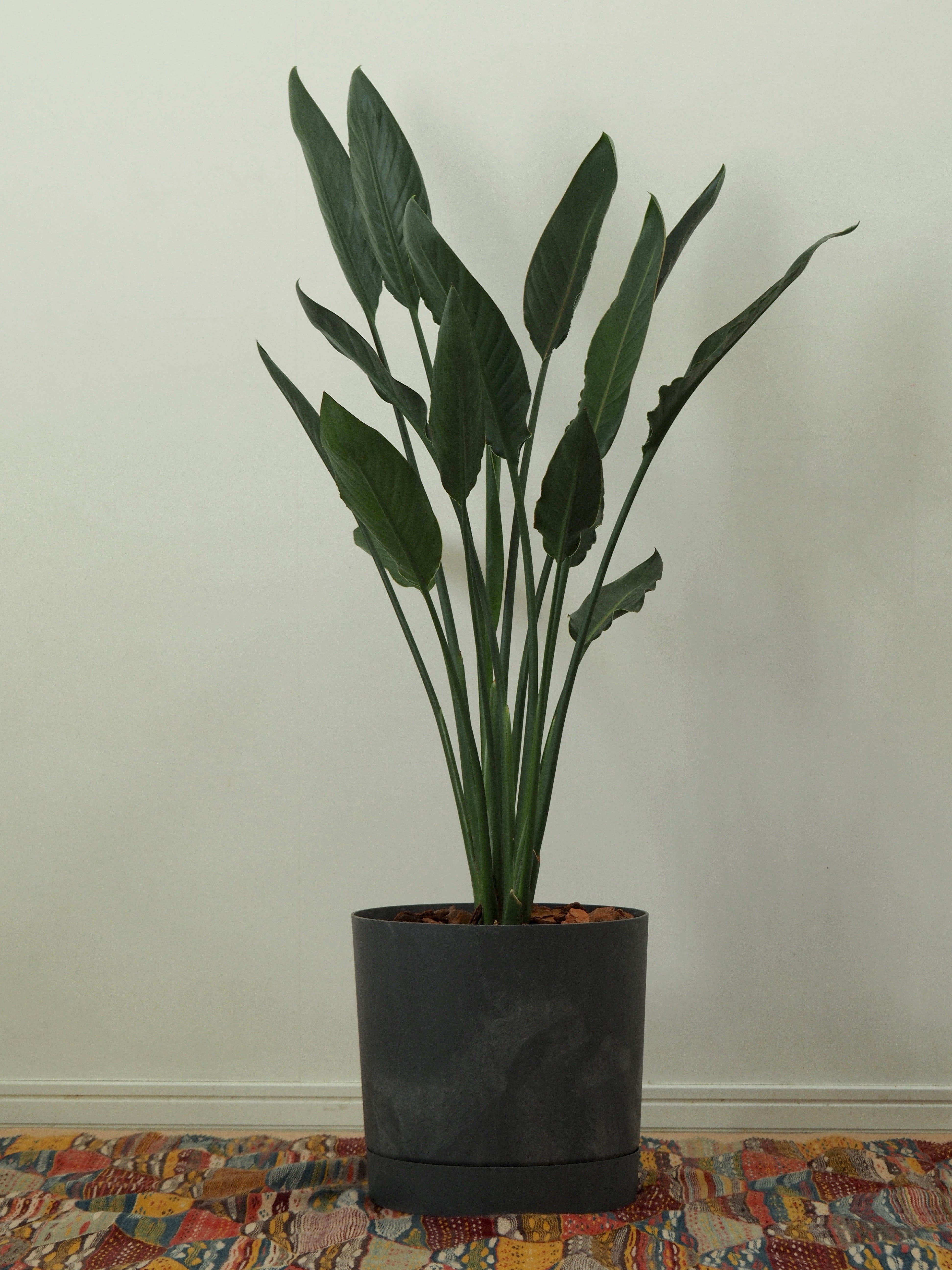 ストレリチア レギネ 1 ストレリチア レギネ 1 【公式通販】