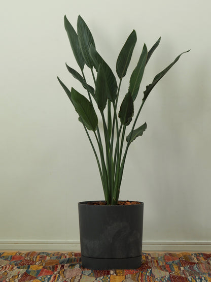 ストレリチア レギネ