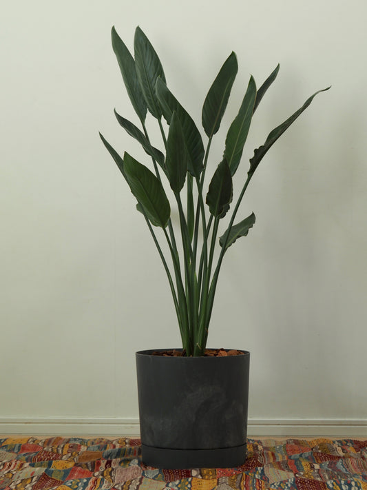 ストレリチア レギネ