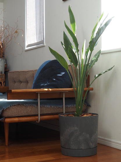 ストレリチア レギネ