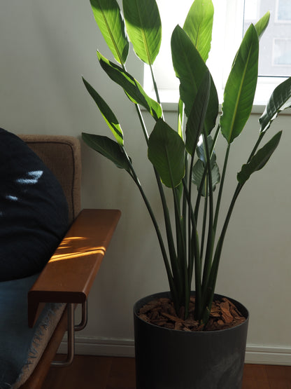 ストレリチア レギネ