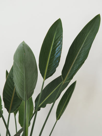 ストレリチア レギネ