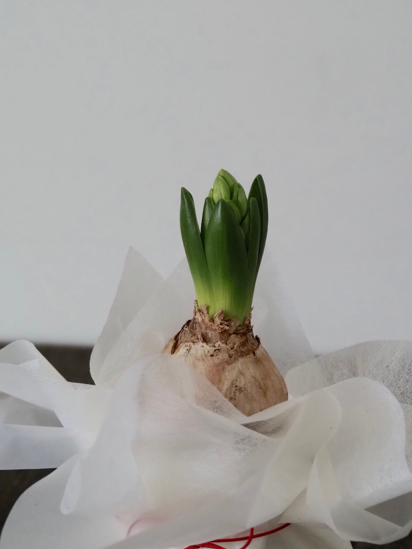 ヒヤシンスとプラポットのセット