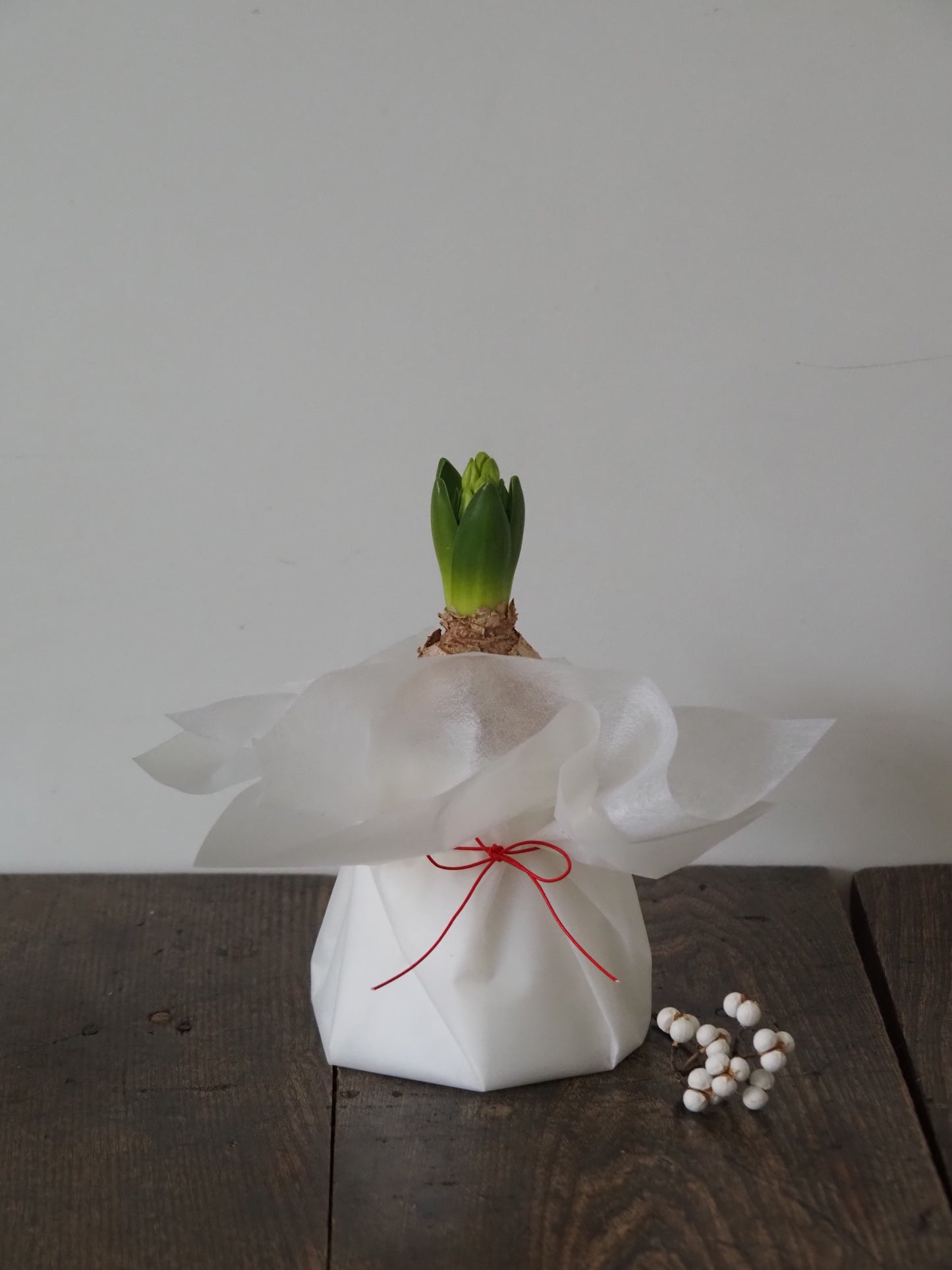 ヒヤシンスとプラポットのセット